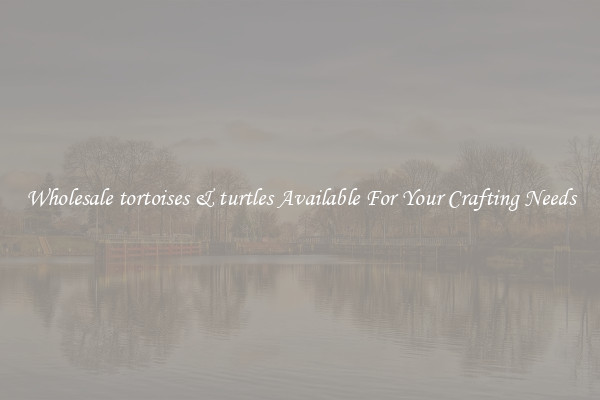 Wholesale tortoises & turtles Available For Your Crafting Needs